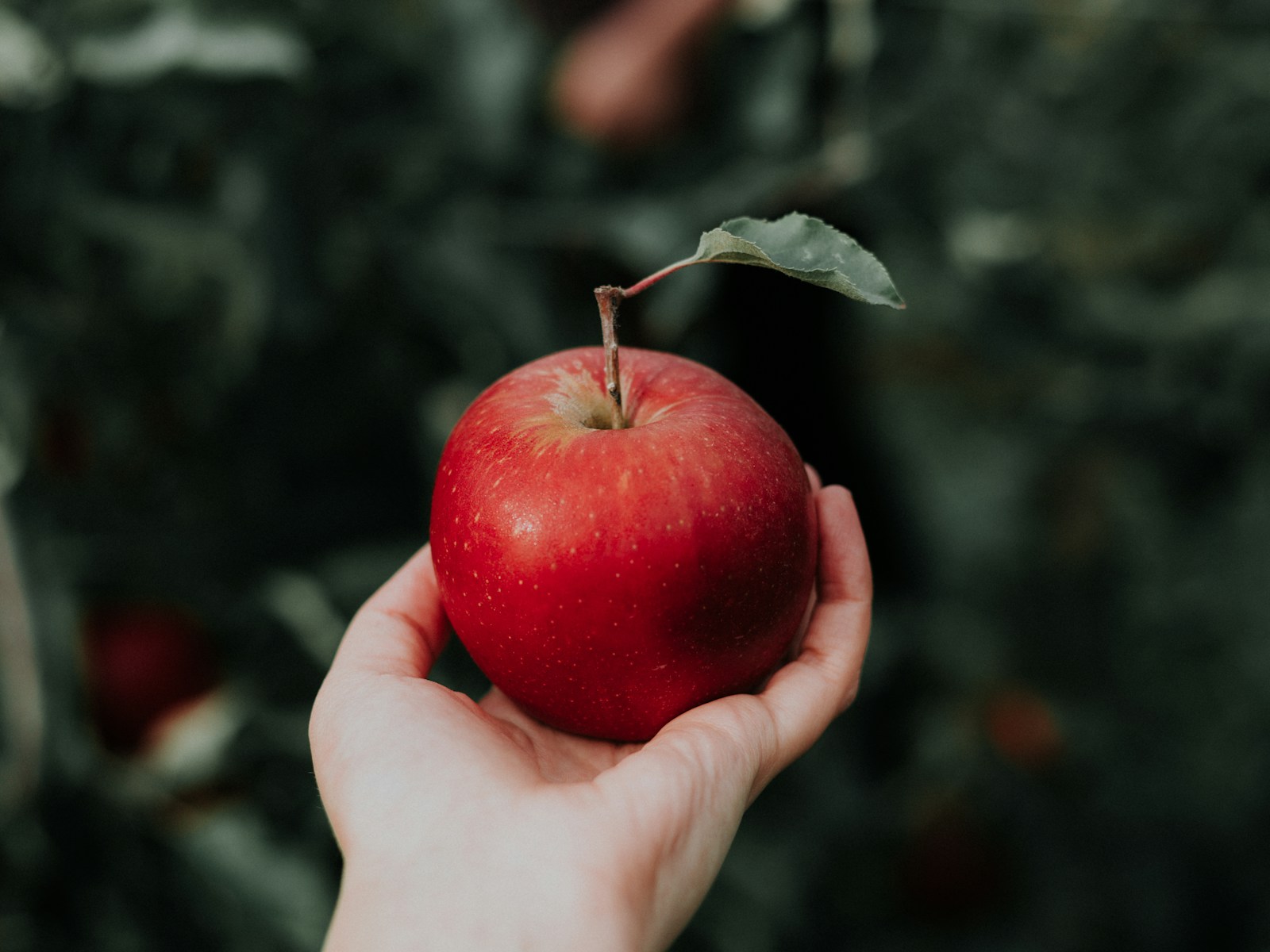Terra Pure Kinnaur Apple